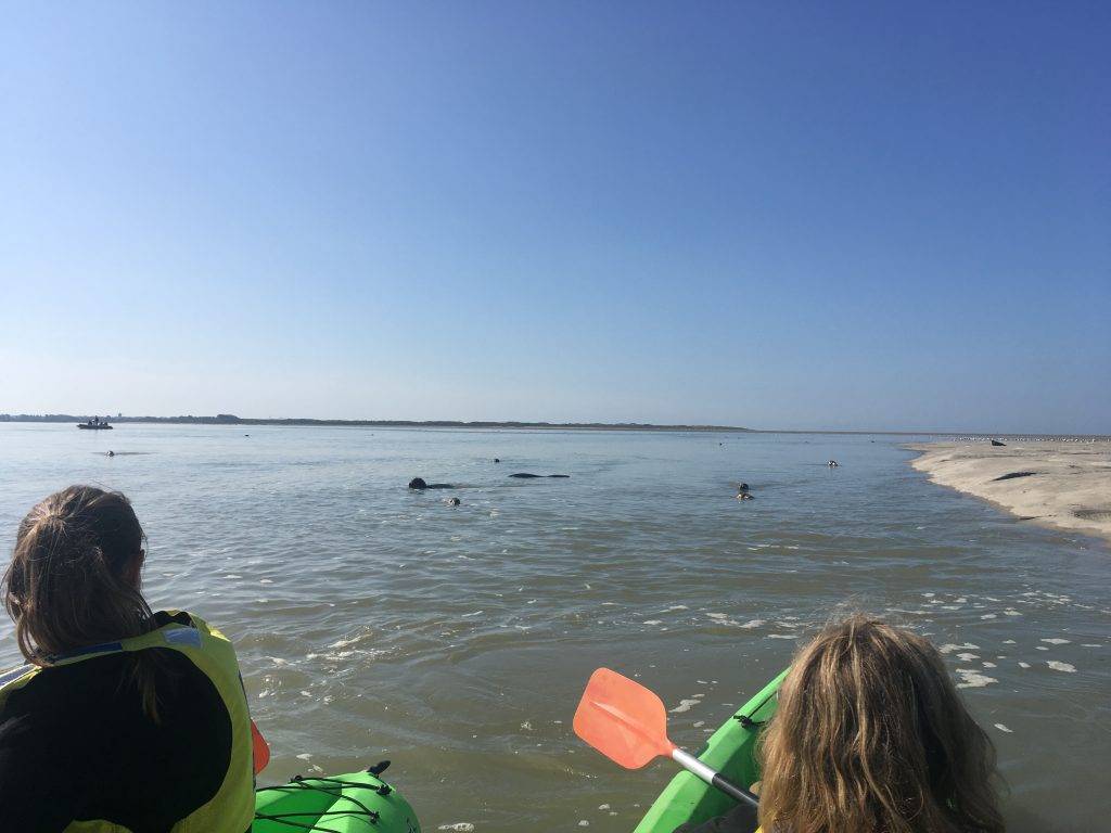 3d-nature sortie kayak en baie hello les phoques