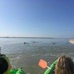 balade en kayak à la rencontre des phoque de la baie de somme et baie d'authie